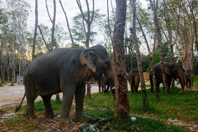 Khao Laks Best: Elephant Sanctuary,Rubber Tapping&Waterfall - Authentic, Respectful Encounters  