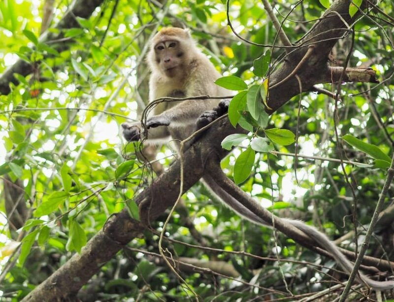 khao-laks-little-amazon-canoe-trek-waterfall-day-trip