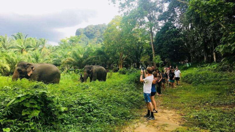 khao-sok-ethical-elephant-experience-nature-walk