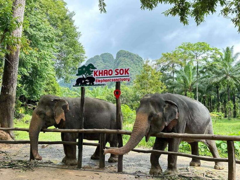khao-sok-ethical-elephant-experience-nature-walk