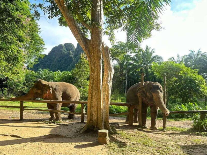 khao-sok-ethical-elephant-experience-nature-walk