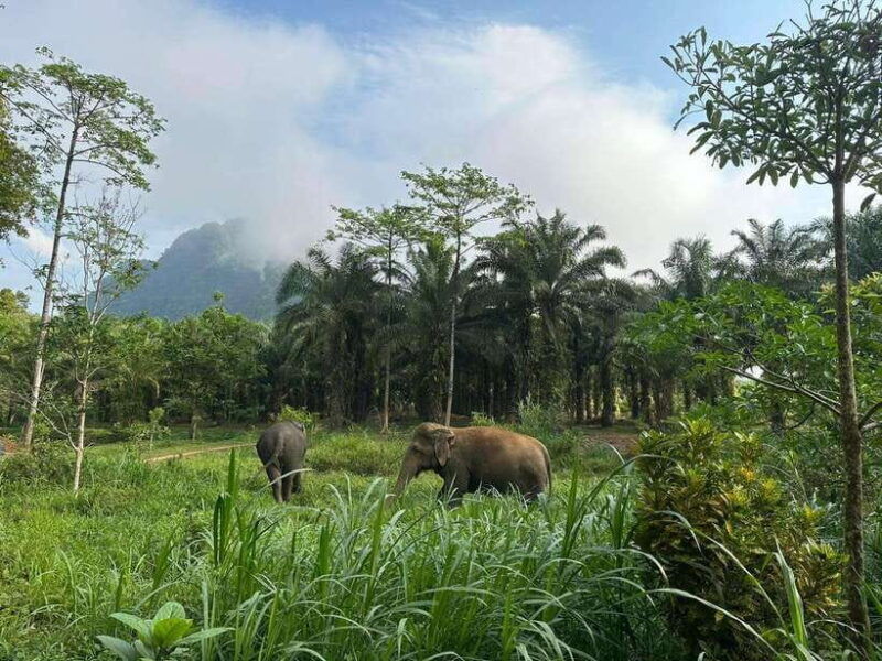khao-sok-ethical-elephant-experience-nature-walk