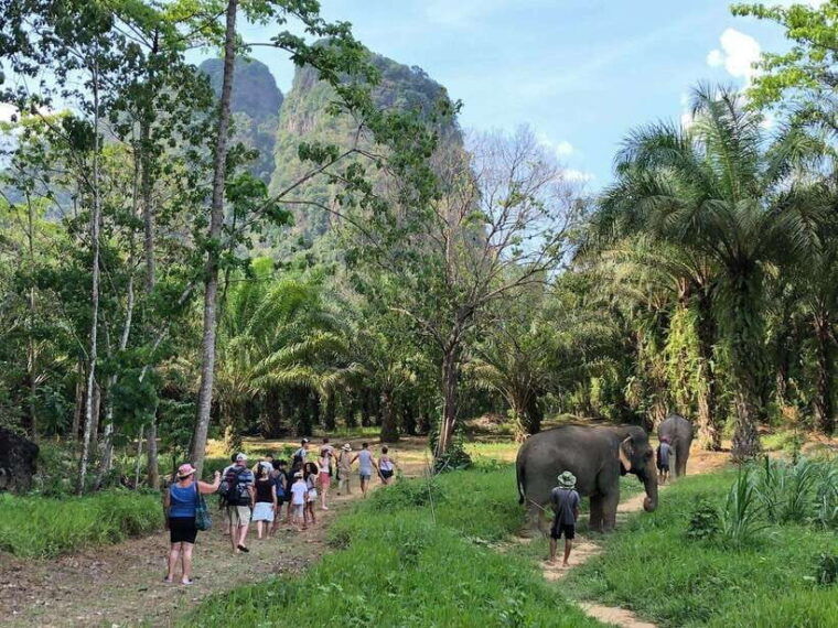 khao-sok-ethical-elephant-experience-nature-walk