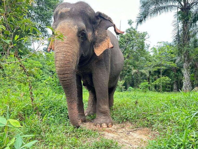 khao-sok-ethical-elephant-experience-nature-walk