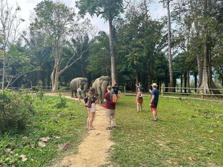 khao-sok-ethical-elephant-experience-nature-walk