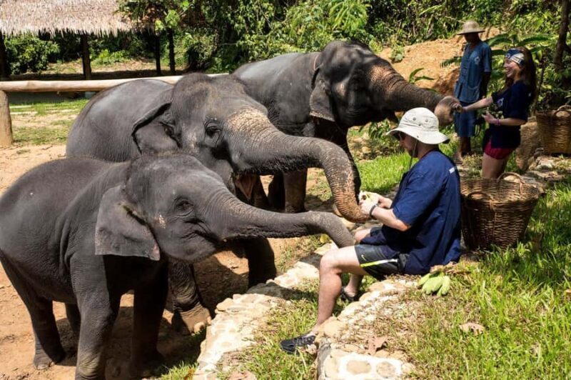 Khao Sok: Ethical Elephant Sanctuary Experience - Who Would Love This Tour?