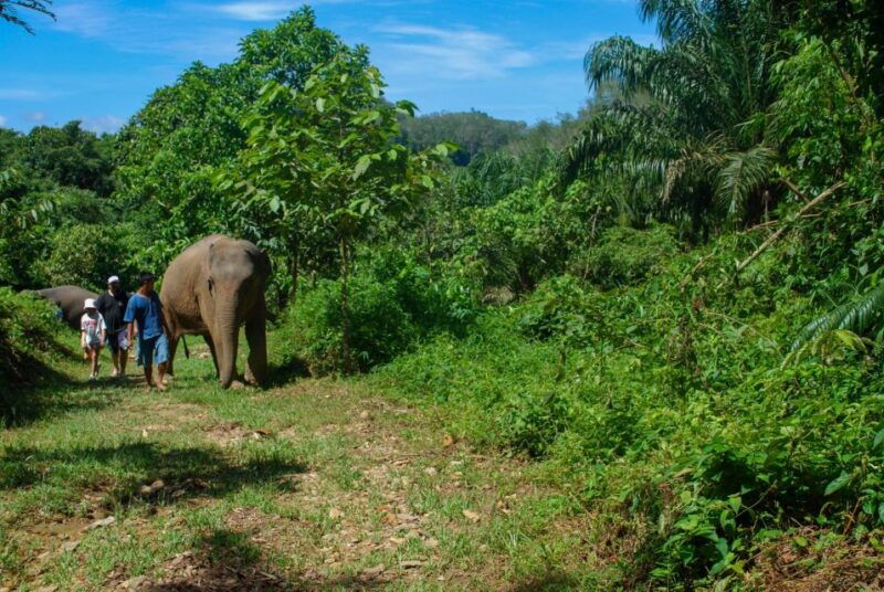 khao-sok-ethical-elephant-sanctuary-experience