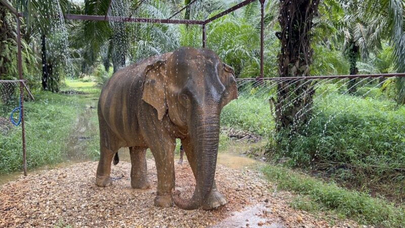 khao-sok-ethical-elephant-sanctuary-visit
