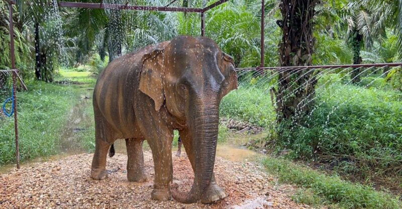 khao-sok-ethical-elephant-sanctuary-visit