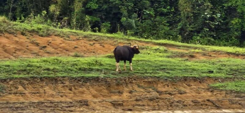 Khao Sok National Park: 3-day nature & jungle tour on Cheow Lan Lake - Key Points