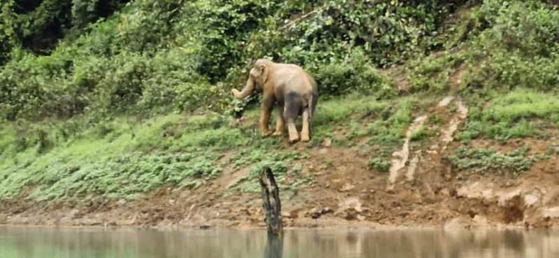 Khao Sok National Park: 3-day nature & jungle tour on Cheow Lan Lake - Practical Information and Tips