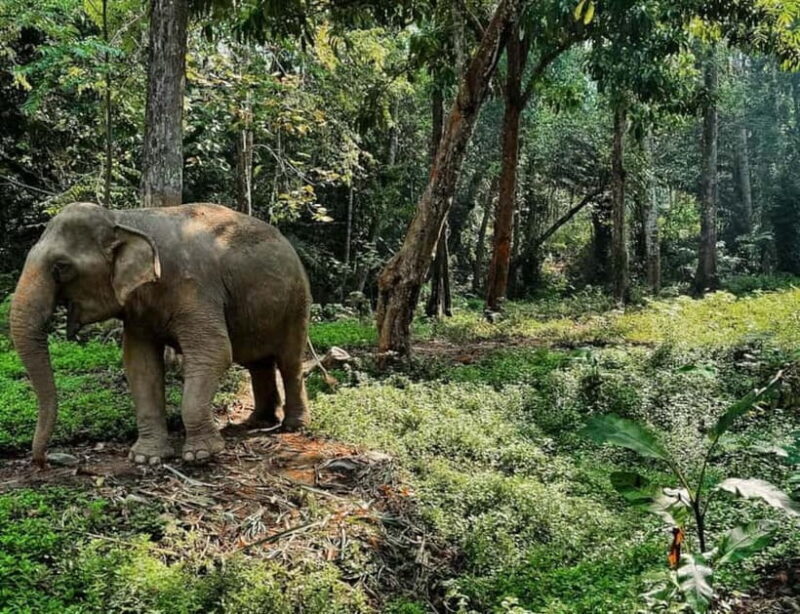 Khao Sok: Private Ethical Elephant Sanctuary Adventure - Key Points