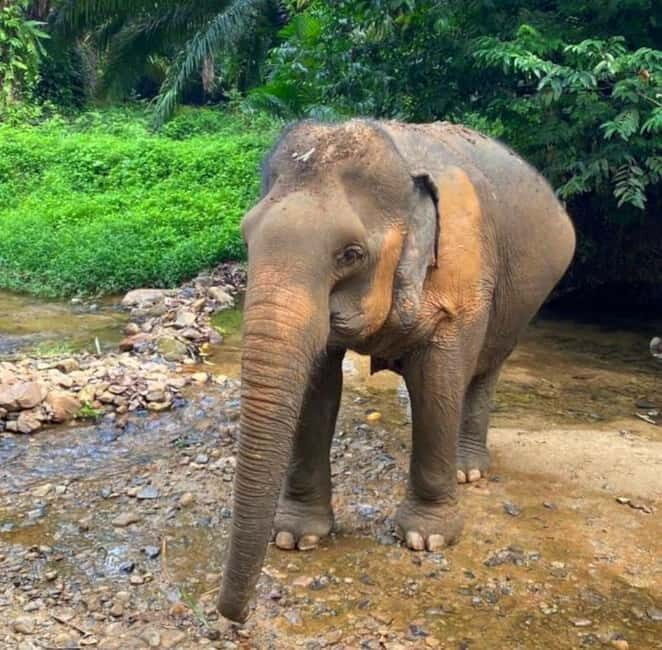 Khao Sok: Private Ethical Elephant Sanctuary Adventure - Authentic Experiences and Honest Feedback