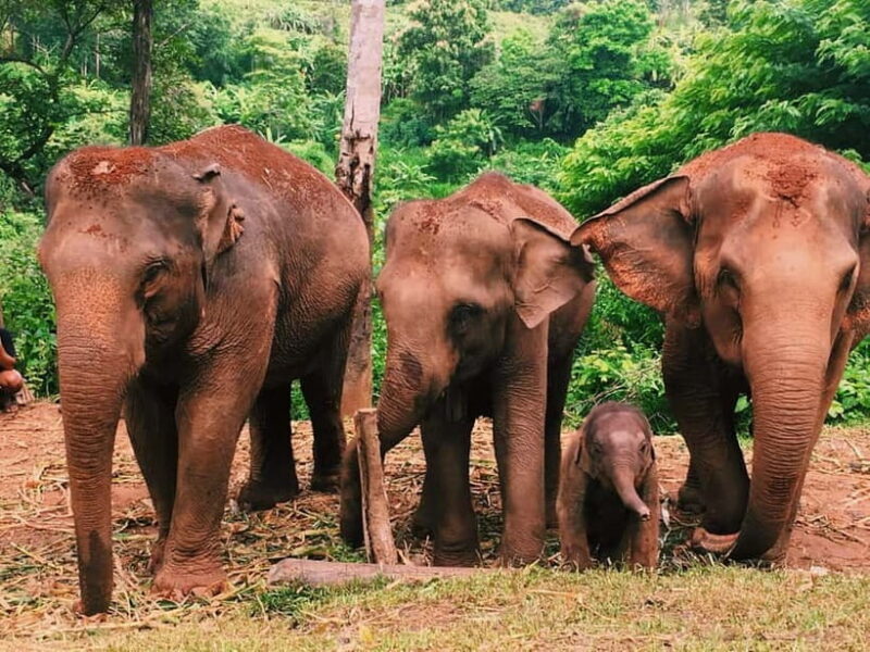 Khao Sok: Private Ethical Elephant Sanctuary Adventure - Who Should Consider This Tour?