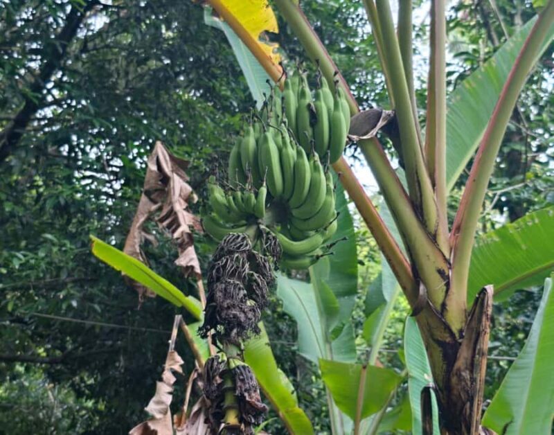 Khao Sok: Private Local Life Bike Tour with Fruit Tasting - Key Points
