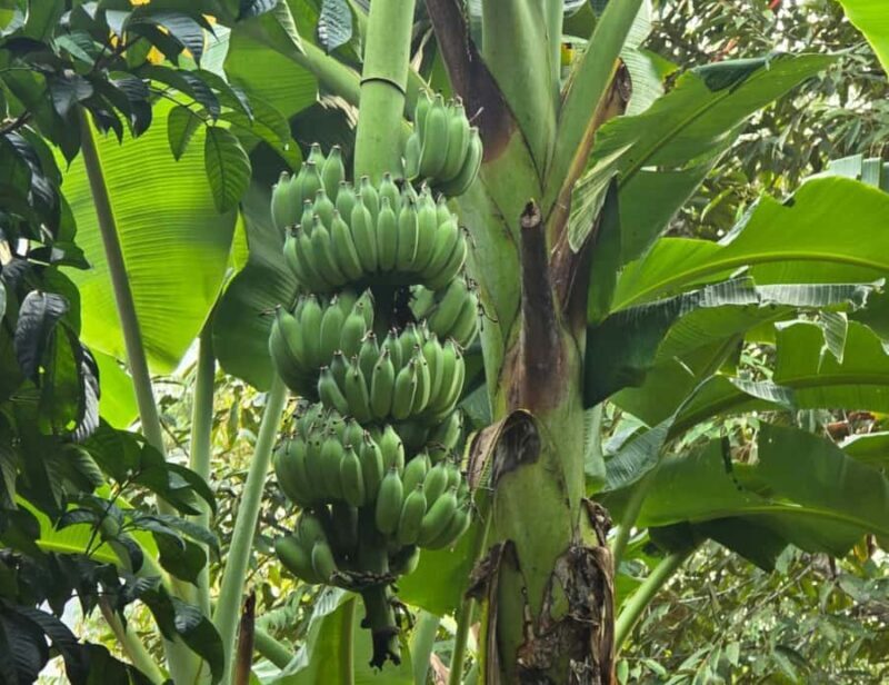 Khao Sok: Private Local Life Bike Tour with Fruit Tasting - FAQ