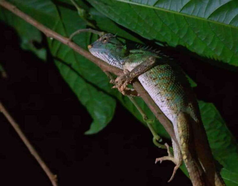 khao-sok-private-night-safari-adventure-w-hotel-transfer