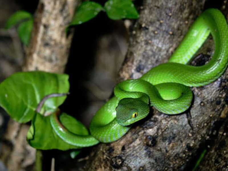 khao-sok-private-night-safari-adventure-w-hotel-transfer