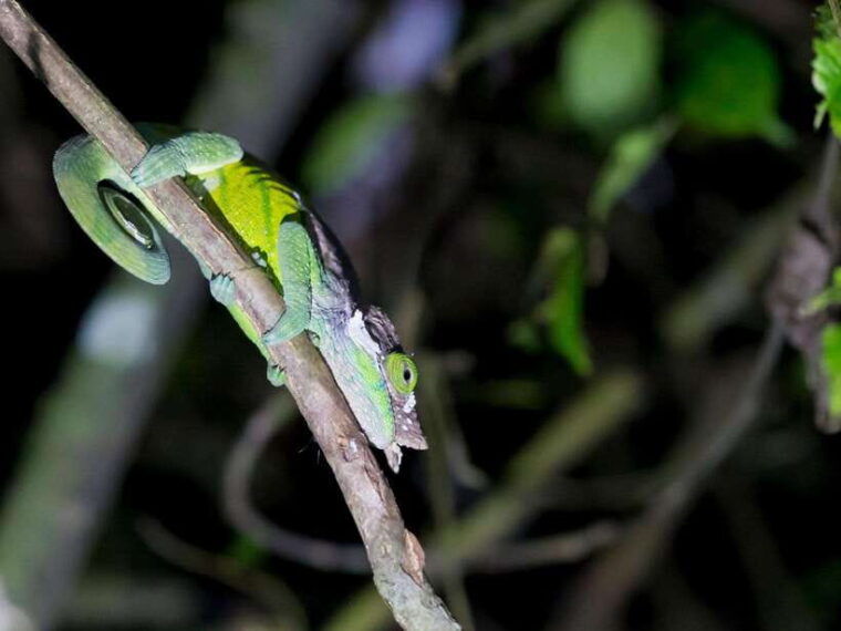 khao-sok-private-night-safari-adventure-w-hotel-transfer