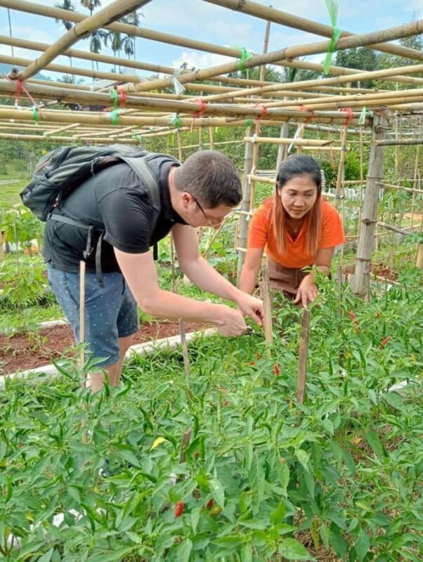 Khao Sok: Thai Cooking Class with Organic Farm and Pickup - What to Expect from This Cooking Class