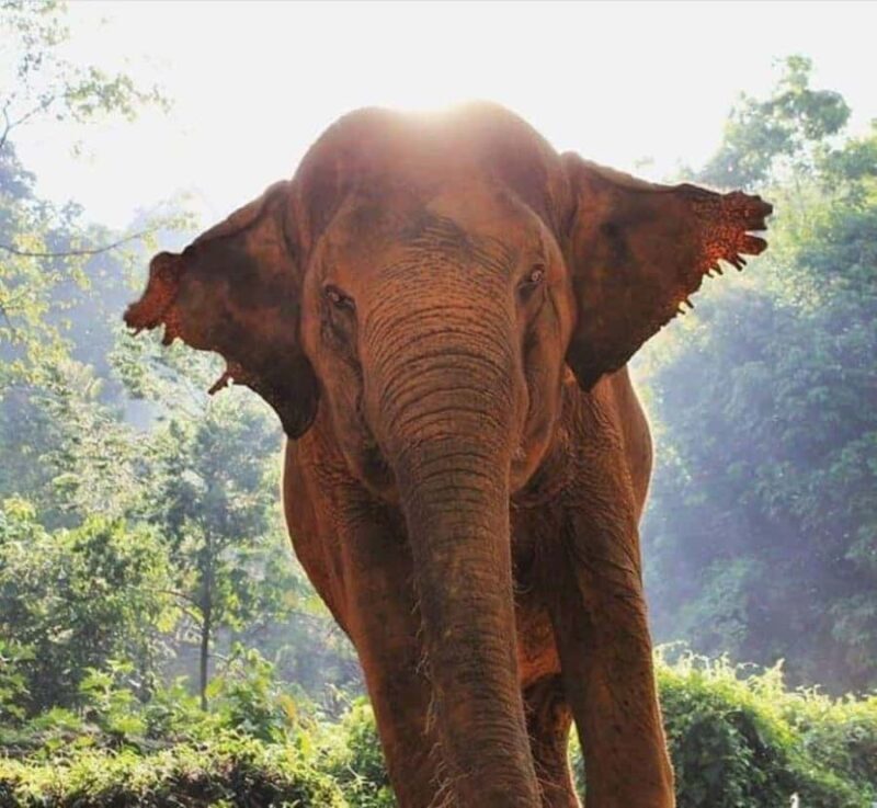 Khao Sok: Unique Dusk Ethical Elephant Sanctuary Experience - The Sum Up