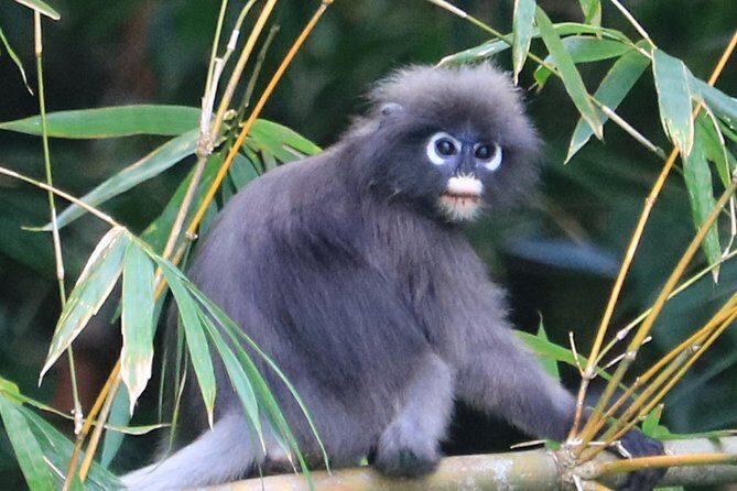 Khao Sok Wildlife 2 Days - Practical Details for the Traveler