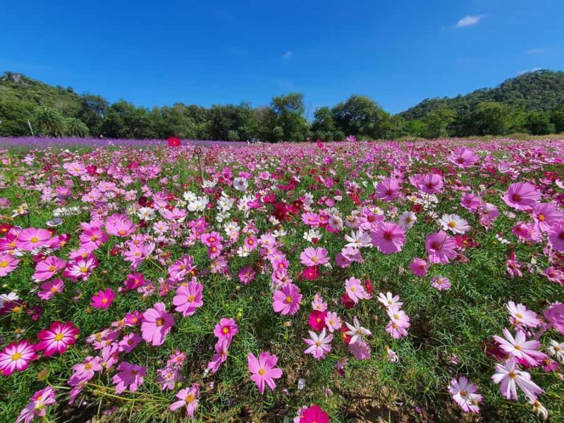 Khao Yai: All-Time Favorites Private Car Tour from Bangkok - Key Points