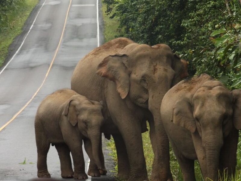 khao-yai-national-park-2-day-private-tour-from-bangkok