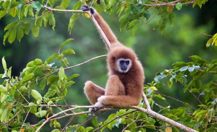 khao-yai-national-park-2-day-private-tour-from-bangkok