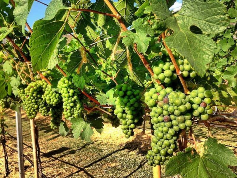 Khao Yai Vineyard Tasting Tour & Horse Farm Visit - Who Is This Tour Perfect For?