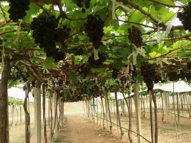 Khao Yai Vineyard Tasting Tour & Horse Farm Visit - FAQ