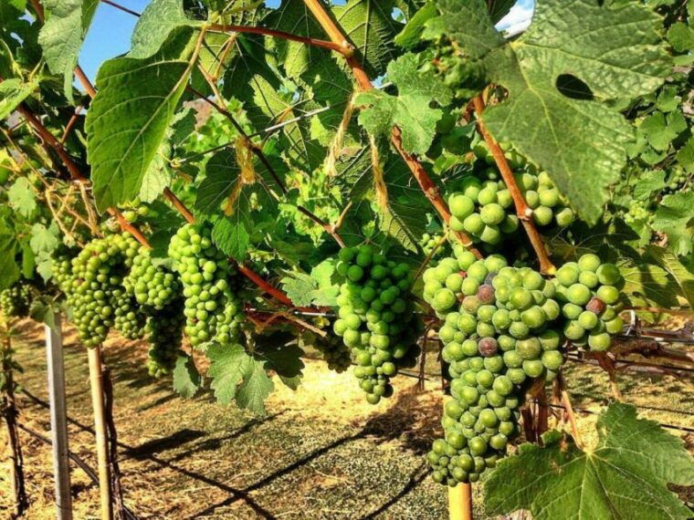 khao-yai-vineyard-tasting-tour-horse-farm-visit