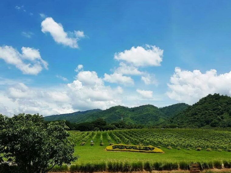 khao-yai-vineyard-tasting-tour-horse-farm-visit