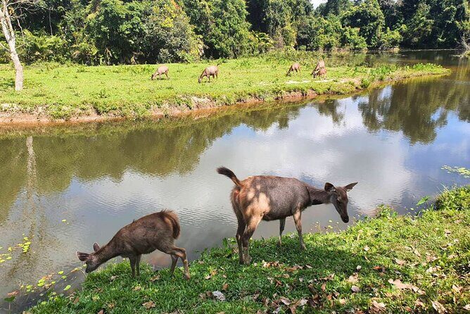 Khao Yai Waterfalls and Wilderness Private Chartered Tour - Cost and Value