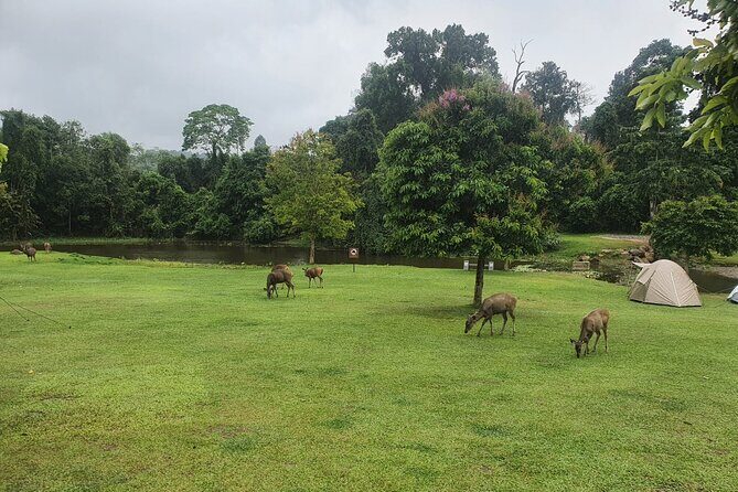 Khao Yai: Waterfalls, Deer Spotting & Jungle Walks Day Tour - The Sum Up: Who Will Love This Tour?