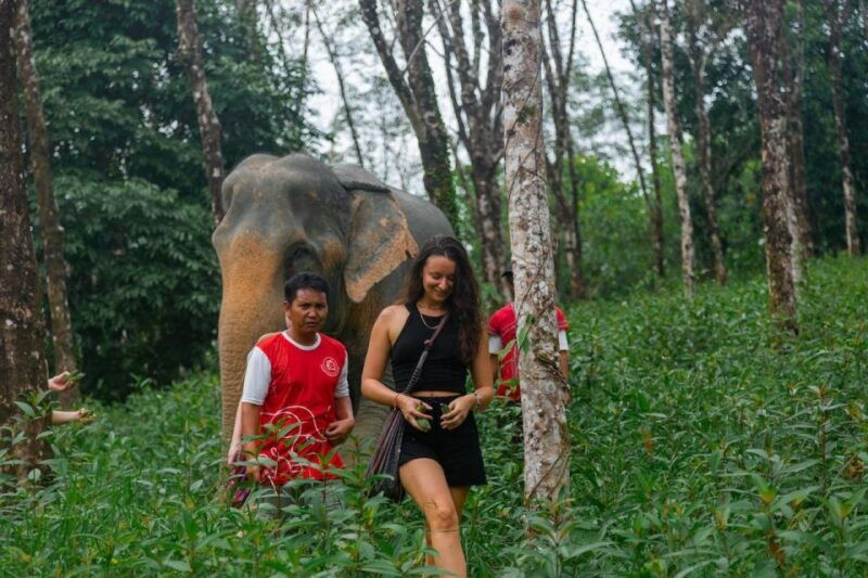 khaolak-begin-the-day-with-elephants-walk-and-feed-tour