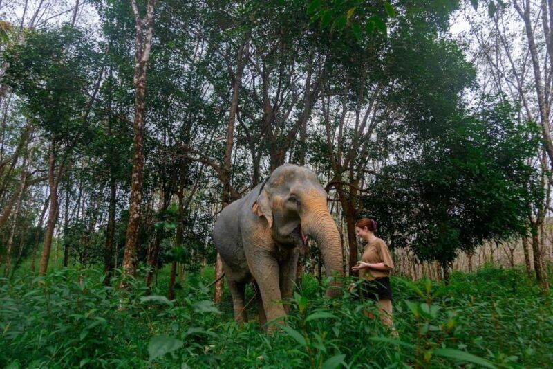 khaolak-begin-the-day-with-elephants-walk-and-feed-tour