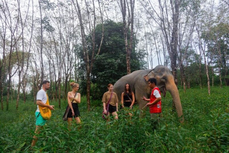 khaolak-begin-the-day-with-elephants-walk-and-feed-tour