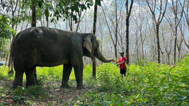 khaolak-begin-the-day-with-elephants-walk-and-feed-tour