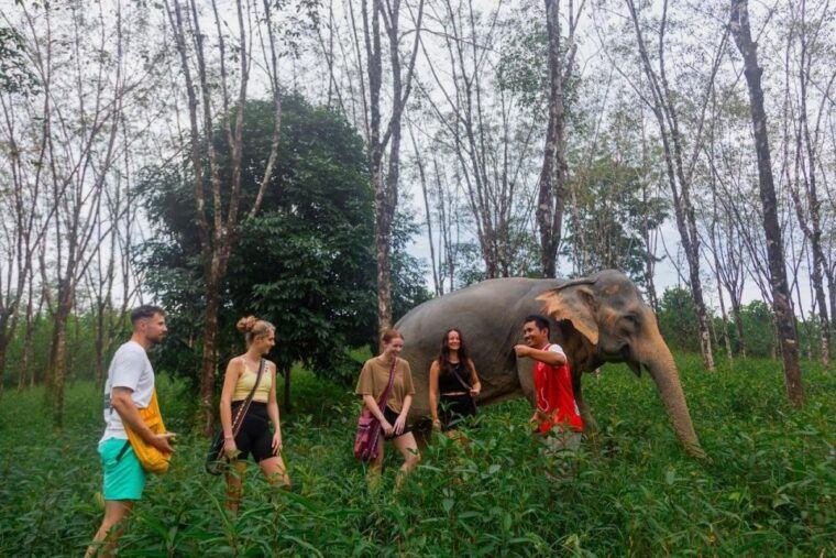 khaolak-begin-the-day-with-elephants-walk-and-feed-tour