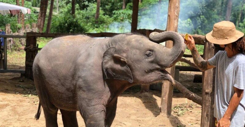 Khaolak: Elephant Interaction in Sanctuary with Bamboo Raft - The Sum Up