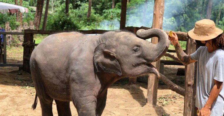 khaolak-elephant-interaction-in-sanctuary-with-bamboo-raft