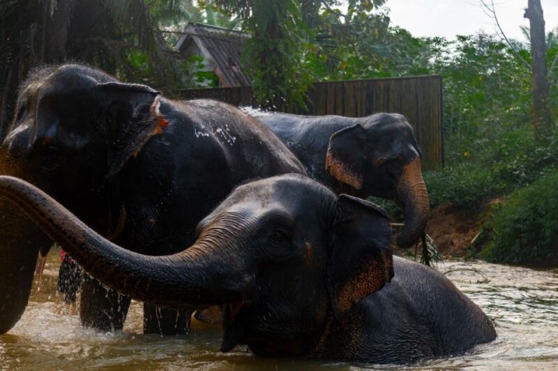 Khaolak: Elephant Sanctuary Guided Tour with Hotel Transfers - Final Thoughts: Is This Tour for You?