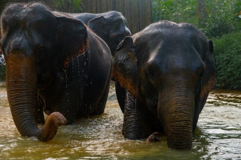 Khaolak: Elephant Sanctuary Guided Tour with Hotel Transfers - Frequently Asked Questions