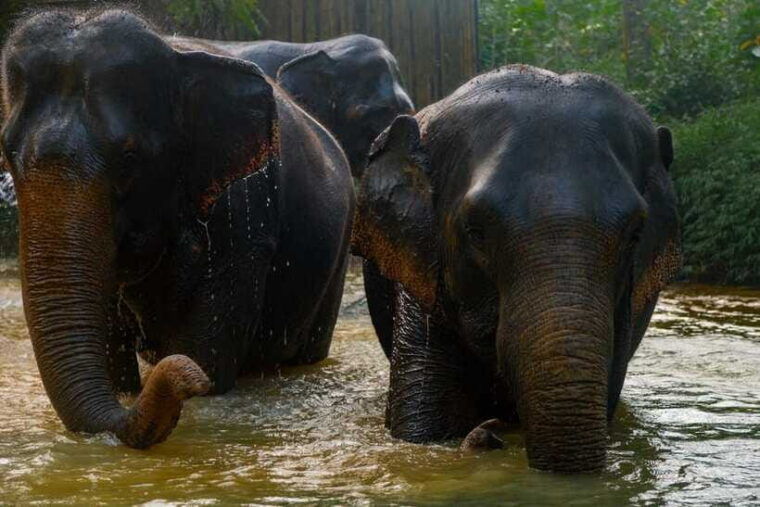 khaolak-elephant-sanctuary-guided-tour-with-hotel-transfers