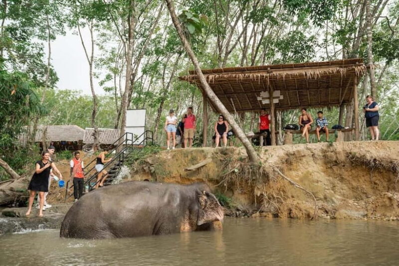 Khaolak: Elephant Sanctuary Hightlights Guide & Forage Tour - An In-Depth Look at the Elephant Sanctuary Tour