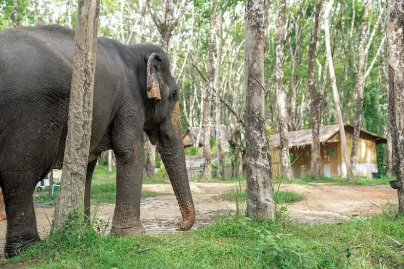 Khaolak: Elephant Sanctuary Hightlights Guide & Forage Tour - FAQ