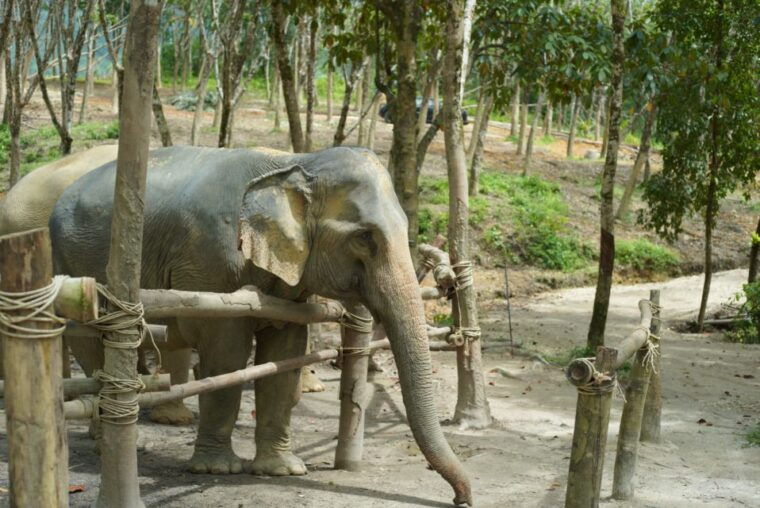 khaolak-guide-tour-to-sunday-market-and-rescured-elephant