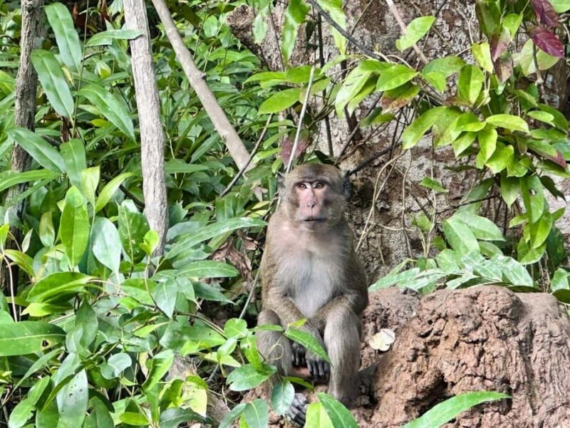 Khaolak: Little Amazon and Wat Khongkha Phimuk (Half Day) - Exploring the Itinerary: What You Can Expect