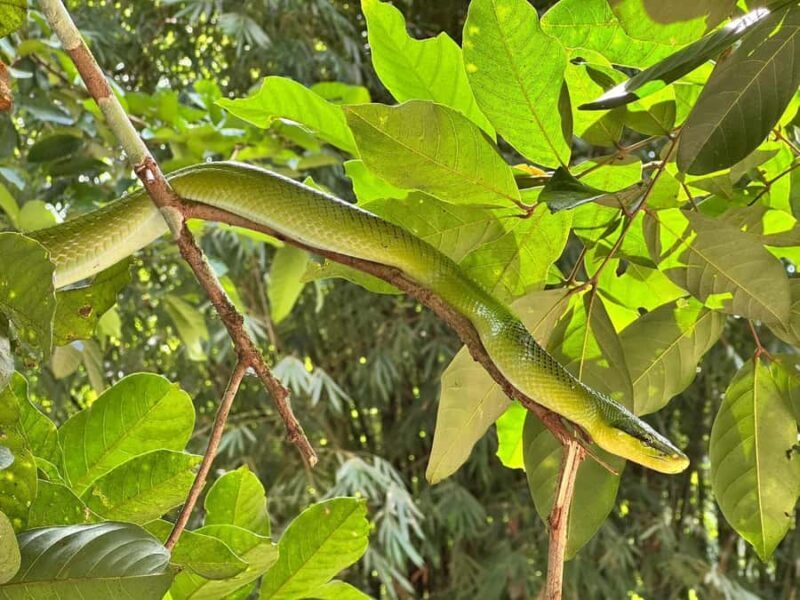 Khaolak: Little Amazon and Wat Khongkha Phimuk (Half Day) - Authentic Traveler Insights